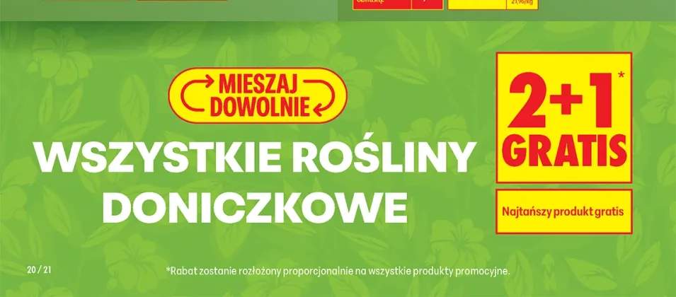 rośliny doniczkowe