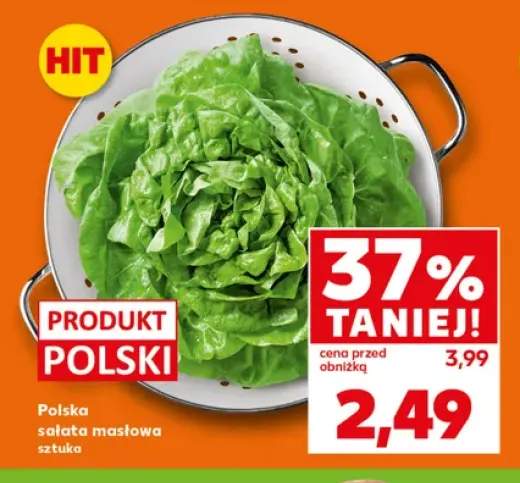Sałata masłowa polska