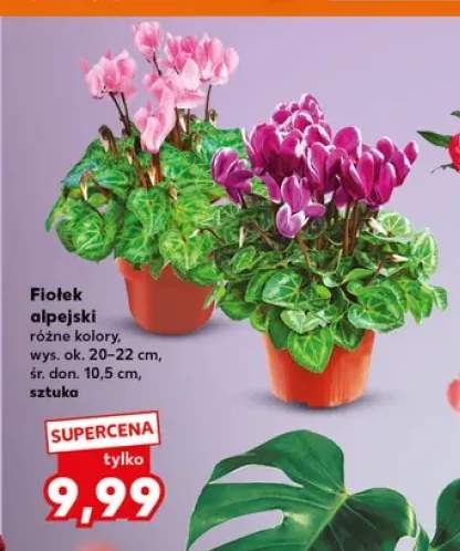 Fiołek alpejski