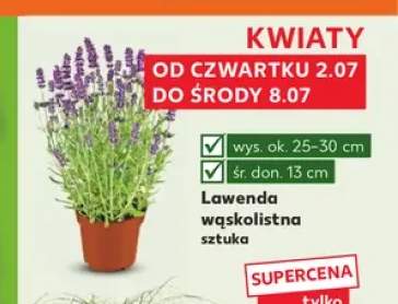 Lawenda wąskolistna