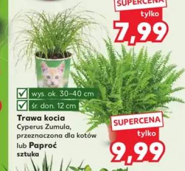 Trawa kocia Cyperus Zumula +1 wariant