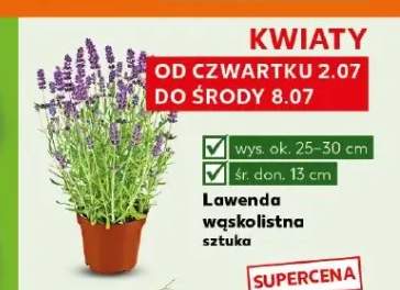 Lawenda wąskolistna