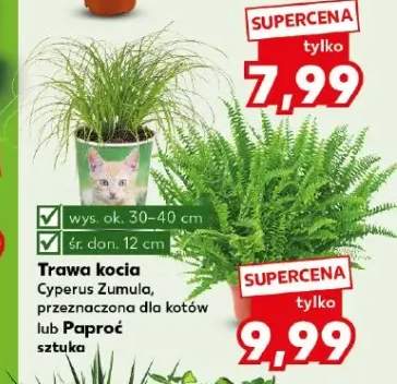 Paproć +1 wariant