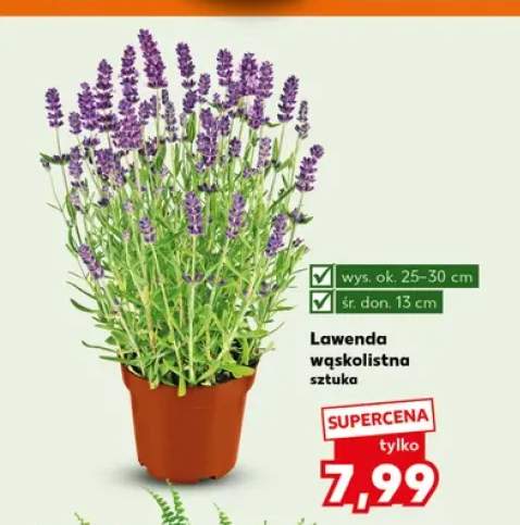 Lawenda wąskolistna