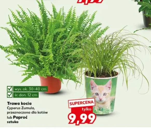Trawa kocia Cyperus Zumula +1 wariant