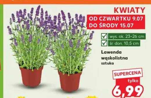 Lawenda wąskolistna
