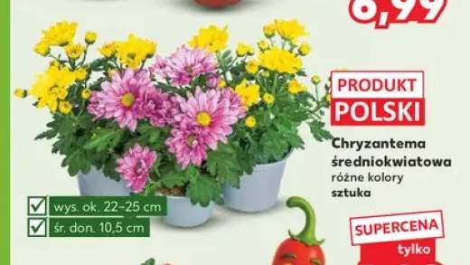 Chryzantema średniokwiatowa