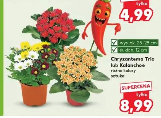 Chryzantema Trio +1 wariant