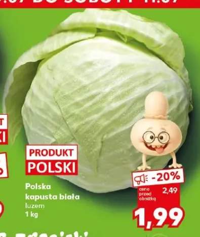 Kapusta biała polska
