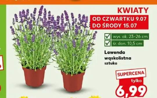 Lawenda wąskolistna
