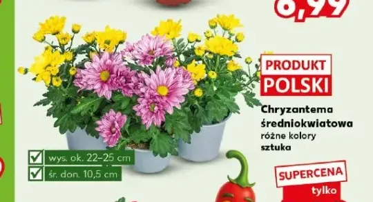 Chryzantema średniokwiatowa