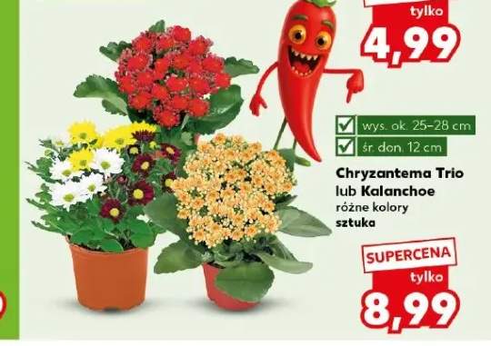 Chryzantema Trio +1 wariant