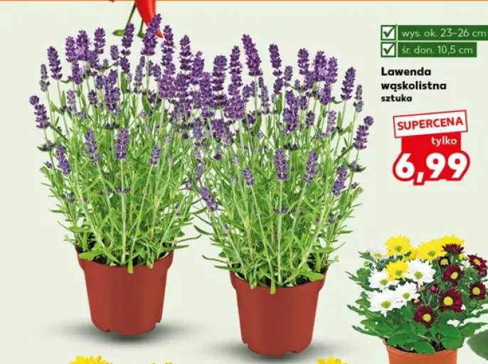 Lawenda wąskolistna