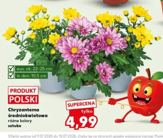 Chryzantema średniokwiatowa