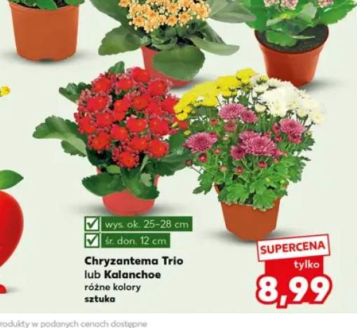 Chryzantema Trio +1 wariant