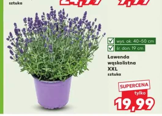 Lawenda wąskolistna XXL