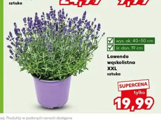 Lawenda wąskolistna XXL