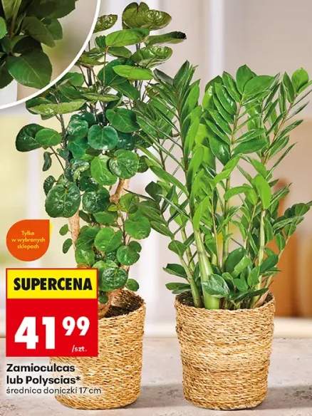 Zamioculcas