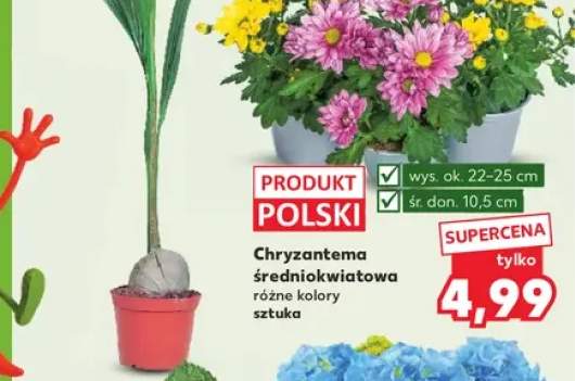 Chryzantema średniokwiatowa