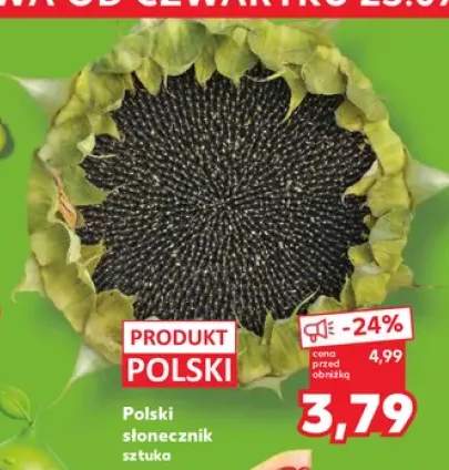 Słonecznik polski