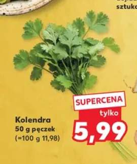 Kolendra świeża pęczek