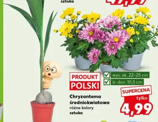 Chryzantema średniokwiatowa