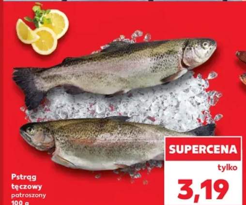 pstrąg tęczowy