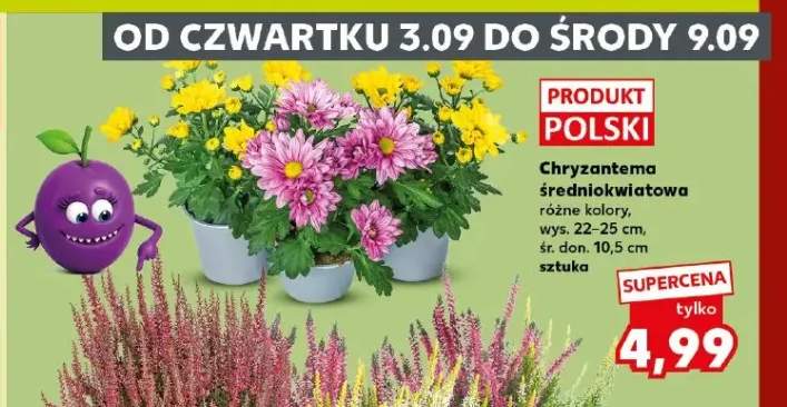 Chryzantema średniokwiatowa