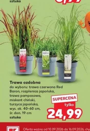 Trawa ozdobna trawa czerwona Red Baron +4 warianty