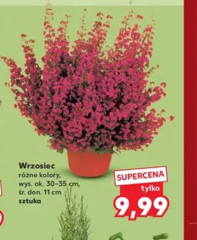 Wrzosiec