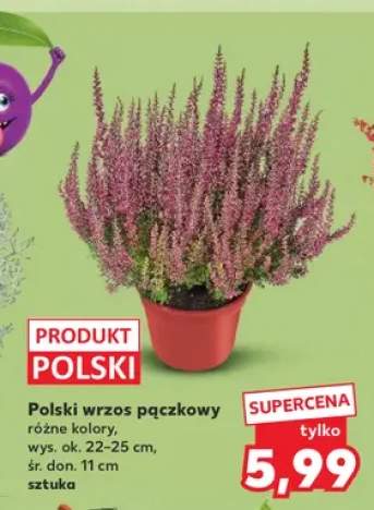 Polski wrzos pączkowy