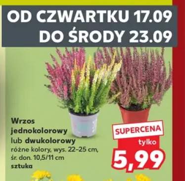 Wrzos dwukolorowy +1 wariant