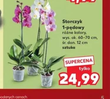 Storczyk 1-pędowy
