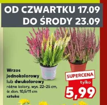 Wrzos jednokolorowy +1 wariant