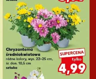 Chryzantema średniokwiatowa