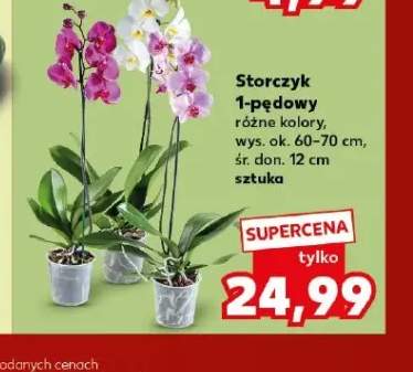 Storczyk 1-pędowy