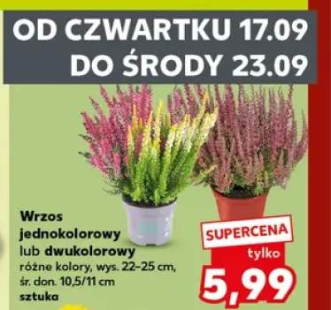 Wrzos jednokolorowy +1 wariant