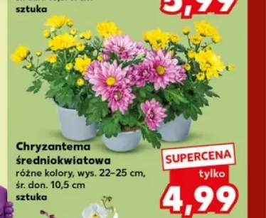 Chryzantema średniokwiatowa