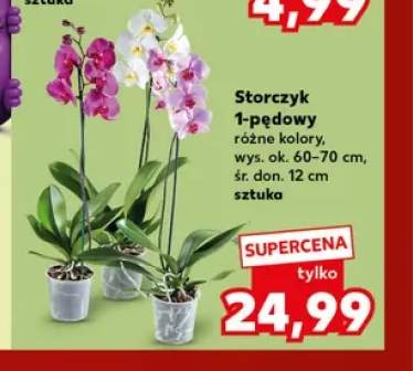 Storczyk 1-pędowy