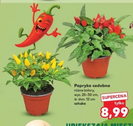 Papryka ozdobna