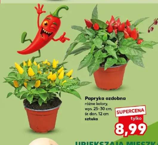 Papryka ozdobna