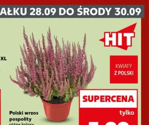 Polski wrzos pospolity