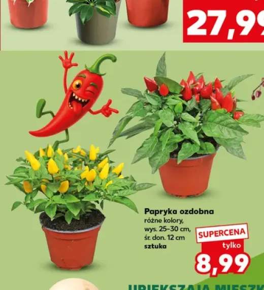 Papryka ozdobna