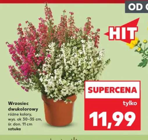 Wrzosiec dwukolorowy