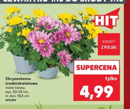 Chryzantema średniokwiatowa