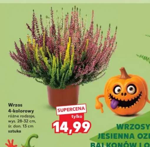Wrzos 4-kolorowy