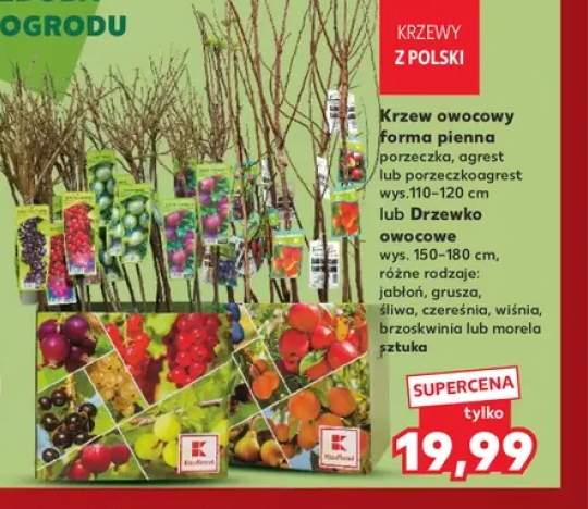 Krzew owocowy forma pienna porzeczka +9 wariantów