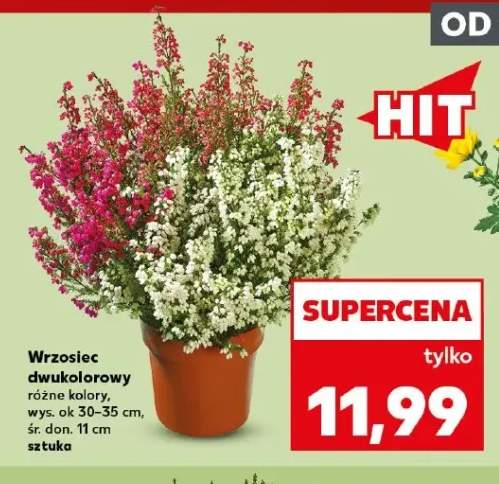 Wrzosiec dwukolorowy