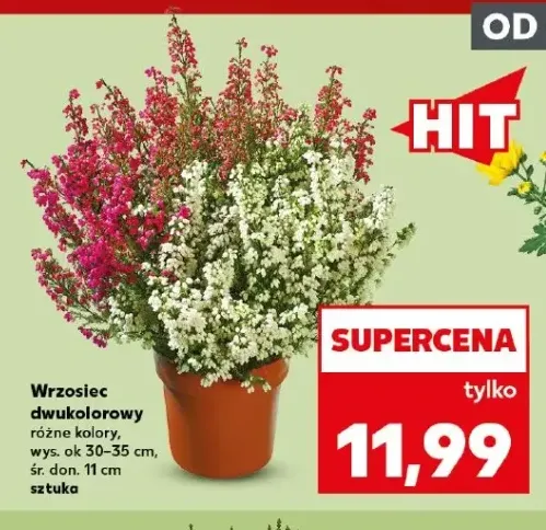 Wrzosiec dwukolorowy