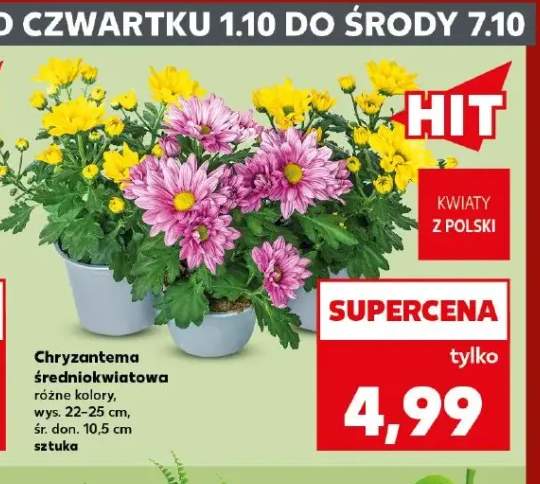 Chryzantema średniokwiatowa